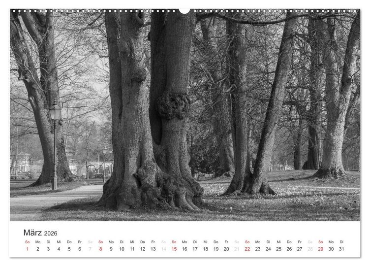 Produktbild: B&auml;ume - Natursch&ouml;nheiten in schwarz-wei&szlig; (Wandkalender 2026 DIN A2 quer), CALVENDO Monatskalender