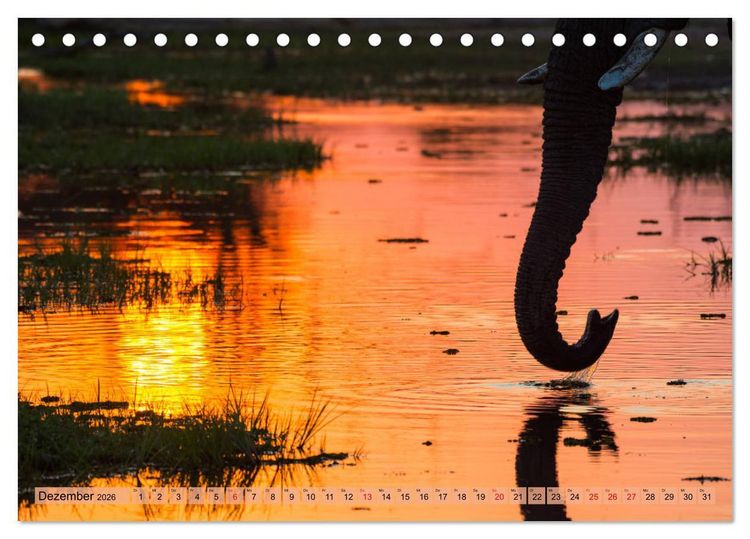 Produktbild: Elefanten - Sanfte Riesen Afrikas (Tischkalender 2026 DIN A5 quer), CALVENDO Monatskalender