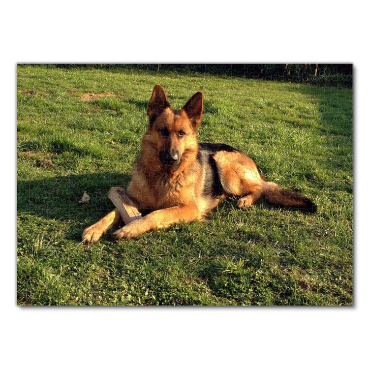 Produktbild: Lais Puzzle Sch&auml;ferhund 500 Teile