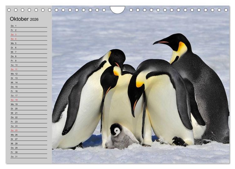Produktbild: Pinguine - Watscheln im festlichen Kleid (Wandkalender 2026 DIN A4 quer), CALVENDO Monatskalender