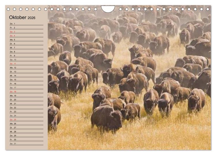 Produktbild: B&uuml;ffel. Wisent und Bison (Wandkalender 2026 DIN A4 quer), CALVENDO Monatskalender
