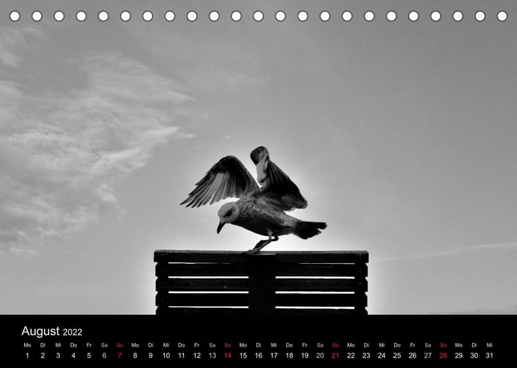 Produktbild: Kieler V&ouml;gel (Tischkalender 2022 DIN A5 quer)
