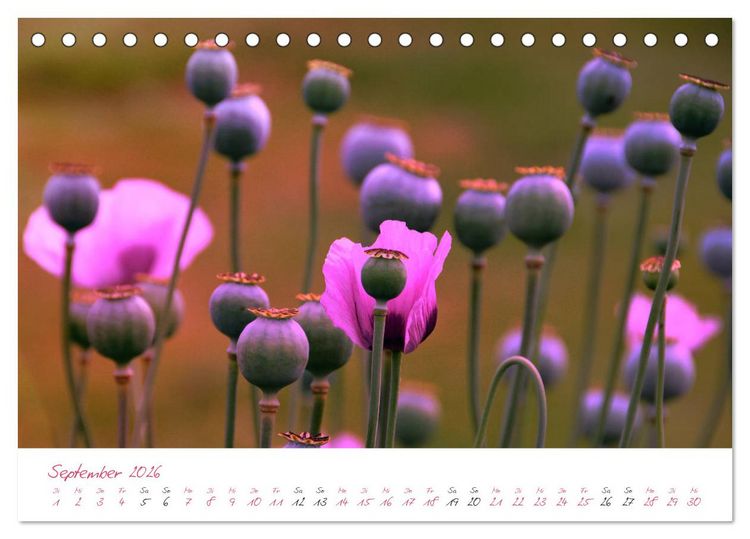 Produktbild: Bl&uuml;tentr&auml;ume in violett und pink (Tischkalender 2026 DIN A5 quer), CALVENDO Monatskalender
