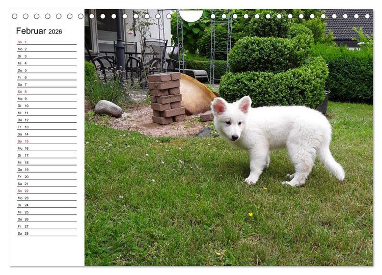 Produktbild: Berger Blanc Suisse - Wei&szlig;er Schweizer Sch&auml;ferhund (Wandkalender 2026 DIN A4 quer), CALVENDO Monatskalender