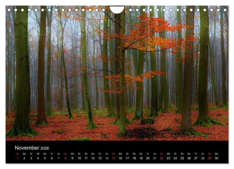 Produktbild: Faszination Wald. Waldimpressionen aus Nordhessen von Lutz Klapp (Wandkalender 2026 DIN A4 quer), CALVENDO Monatskalender