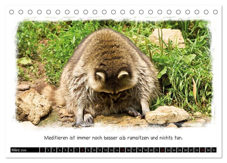 Produktbild: Tierisch witzig (Tischkalender 2026 DIN A5 quer), CALVENDO Monatskalender