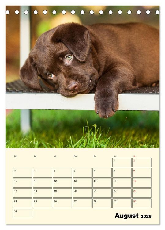 Produktbild: Familienplaner - Labrador Welpen entdecken die Welt (Tischkalender 2026 DIN A5 hoch), CALVENDO Monatskalender