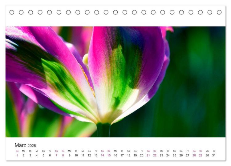 Produktbild: Zauberhafte Tulpen (Tischkalender 2026 DIN A5 quer), CALVENDO Monatskalender