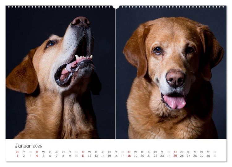 Produktbild: charakterstarke Hunde, wundersch&ouml;ne Hundeportraits (Wandkalender 2026 DIN A2 quer), CALVENDO Monatskalender