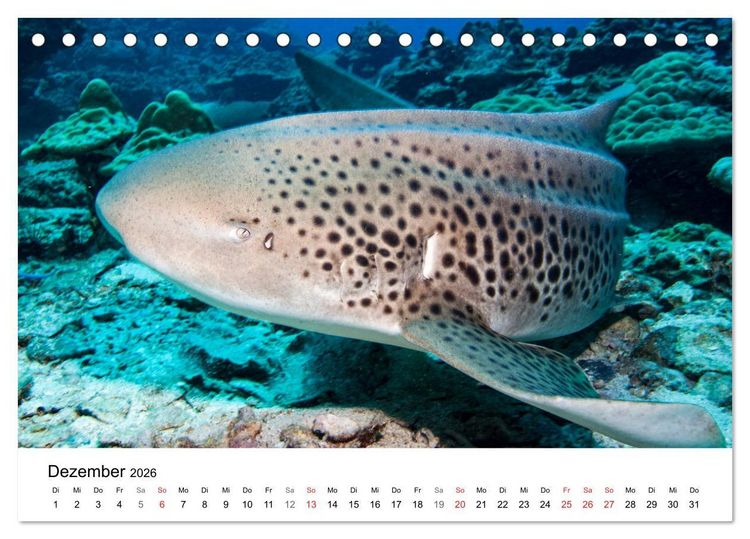 Produktbild: Highlights aus dem Meer - Tauchkalender (Tischkalender 2026 DIN A5 quer), CALVENDO Monatskalender