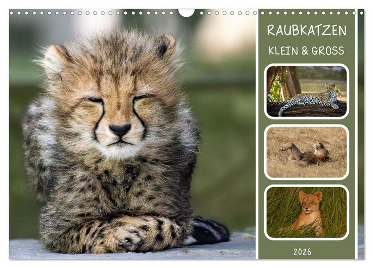 Produktbild: Raubkatzen - gro&szlig; & klein (Wandkalender 2026 DIN A3 quer), CALVENDO Monatskalender