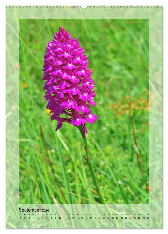 Produktbild: Deutschlands wilde Orchideen (hochwertiger Premium Wandkalender 2026 DIN A2 hoch), Kunstdruck in Hochglanz
