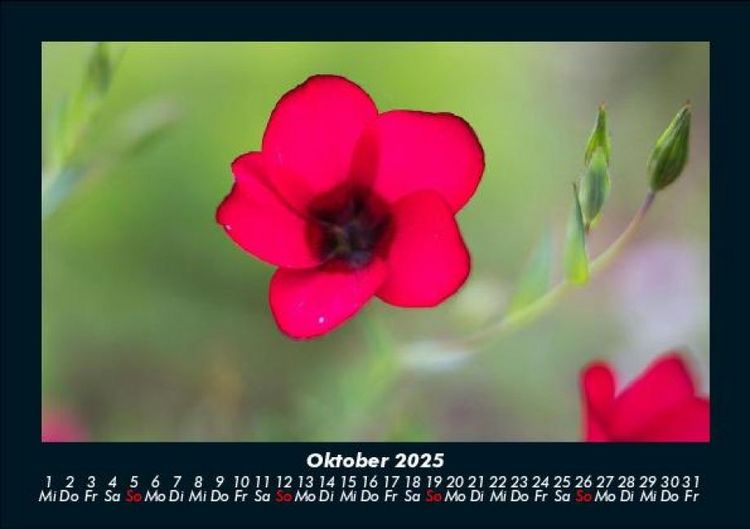 Produktbild: Blumenzauber 2025 Fotokalender DIN A5