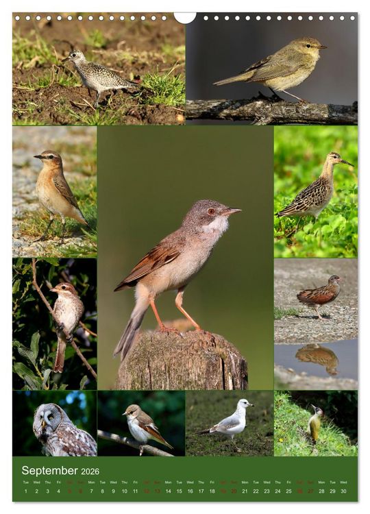 Produktbild: 78 Birds (Wall Calendar 2026 DIN A3 portrait), CALVENDO 12 Month Wall Calendar