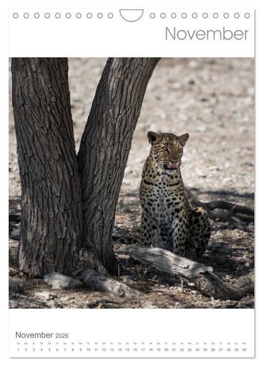 Produktbild: BIG CATS - Namibias Raubkatzen (Wandkalender 2026 DIN A4 hoch), CALVENDO Monatskalender