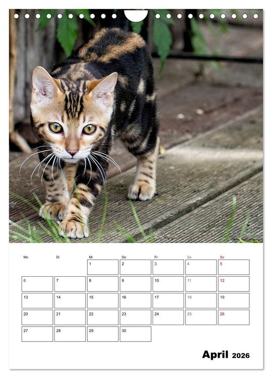 Produktbild: Bengalen - verschmust und abenteuerlustig (Wandkalender 2026 DIN A4 hoch), CALVENDO Monatskalender