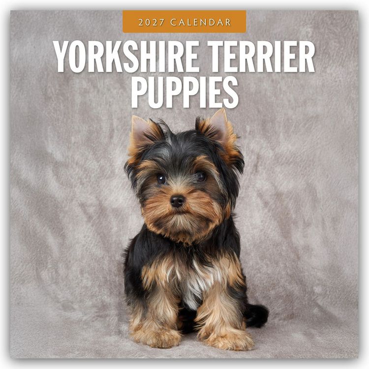 Produktbild: Yorkshire Terrier Puppies &ndash; Yorkshire Terrier Hundewelpen 2027 &ndash; 16-Monatskalender