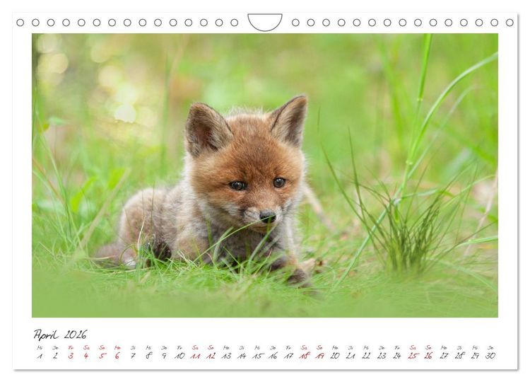 Produktbild: F&uuml;chse - zauberhafte Seelen (Wandkalender 2026 DIN A4 quer), CALVENDO Monatskalender