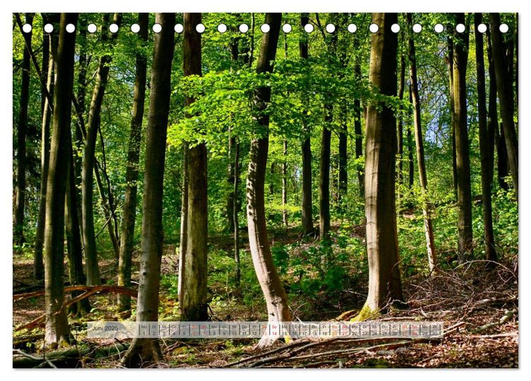 Produktbild: Wald im Bergischen Land 2026 (Tischkalender 2026 DIN A5 quer), CALVENDO Monatskalender