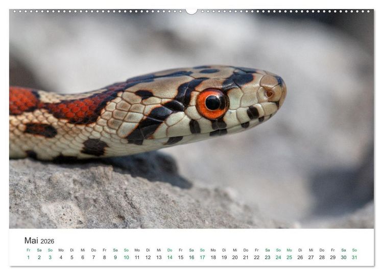 Produktbild: Schlangen - Portraits europ&auml;ischer Arten (Wandkalender 2026 DIN A2 quer), CALVENDO Monatskalender