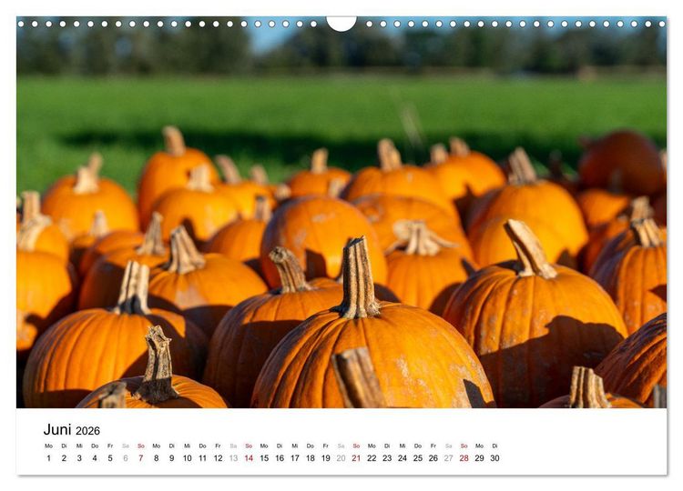 Produktbild: K&Uuml;RBIS KALENDER - Die sch&ouml;nsten K&uuml;rbisse des Jahres (Wandkalender 2026 DIN A3 quer), CALVENDO Monatskalender