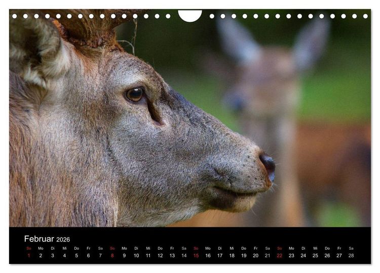 Produktbild: Der Rothirsch, K&ouml;nig der W&auml;lder (Wandkalender 2026 DIN A4 quer), CALVENDO Monatskalender