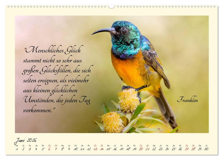 Produktbild: Gl&uuml;cksmomente Gl&uuml;cks-Zitate zu Fotos der gro&szlig;artigen s&uuml;dafrikanischen Tierwelt (hochwertiger Premium Wandkalender 2026 DIN A2 quer), Kunstdruck in Hochglanz