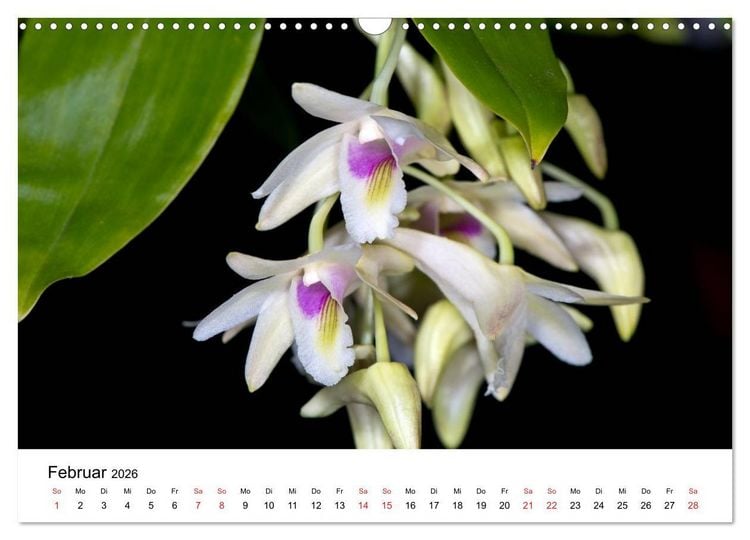 Produktbild: Vielfalt der Orchideen (Wandkalender 2026 DIN A3 quer), CALVENDO Monatskalender