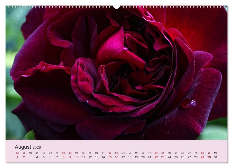 Produktbild: Rosen Reigen im Garten (Wandkalender 2026 DIN A2 quer), CALVENDO Monatskalender