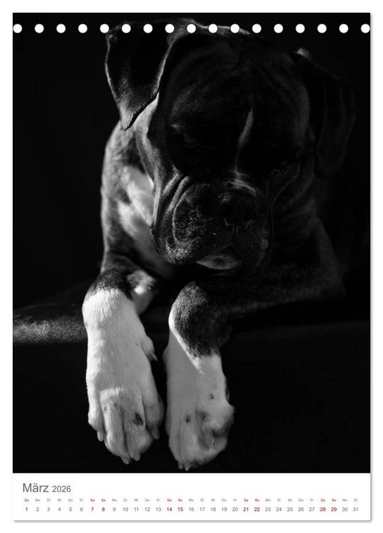Produktbild: Fine Art Hundeportraits (Tischkalender 2026 DIN A5 hoch), CALVENDO Monatskalender