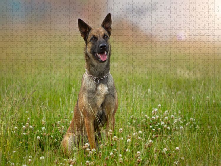 Produktbild: CALVENDO Puzzle Ein Motiv aus dem Kalender Traumhund Malinois | 2000 Teile Lege-Gr&ouml;&szlig;e 90x67cm Foto-Puzzle f&uuml;r gl&uuml;ckliche Stunden