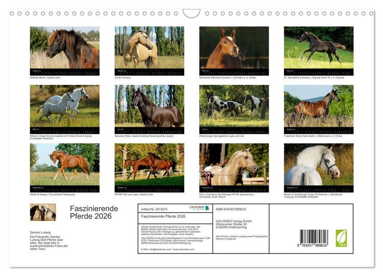 Produktbild: Faszinierende Pferde 2026 (Wandkalender 2026 DIN A3 quer), CALVENDO Monatskalender