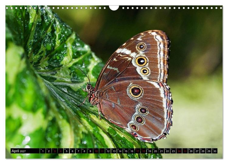 Produktbild: Fliegende Wunderwesen. Schmetterlinge weltweit, ganz nah (Wandkalender 2027 DIN A3 quer), CALVENDO Monatskalender