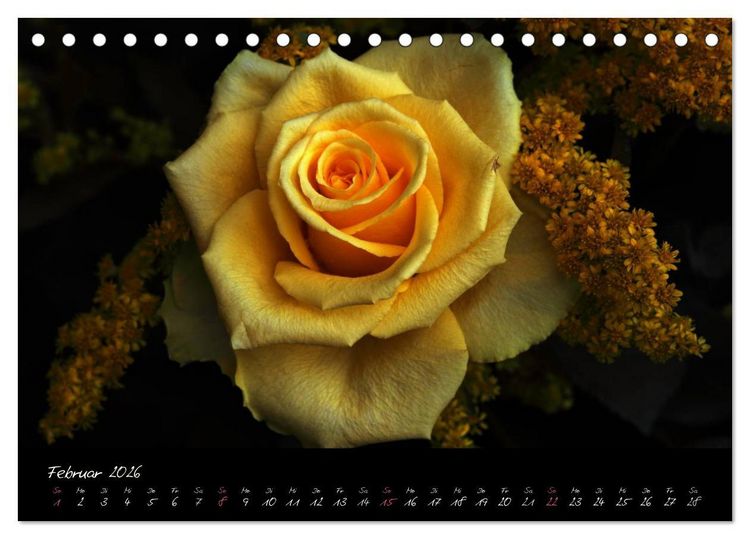 Produktbild: Rosen Romanze - Visuelle Musik (Tischkalender 2026 DIN A5 quer), CALVENDO Monatskalender
