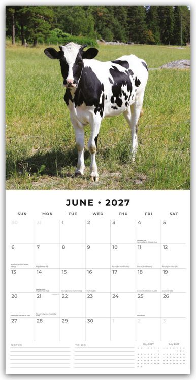 Produktbild: Cows &ndash; K&uuml;he 2027 &ndash; 16-Monatskalender