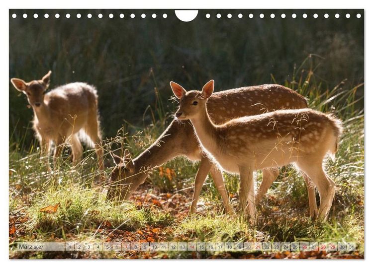 Produktbild: Emotionale Momente: Das Damwild. (Wandkalender 2027 DIN A4 quer), CALVENDO Monatskalender