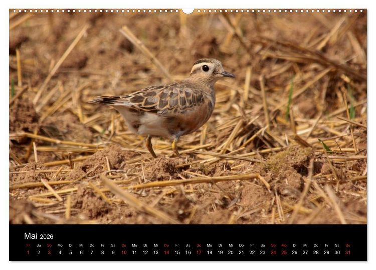 Produktbild: Limikolen Watv&ouml;gel auf dem Zug (hochwertiger Premium Wandkalender 2026 DIN A2 quer), Kunstdruck in Hochglanz