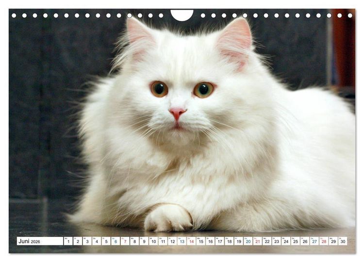 Produktbild: Die Perserkatze - Farbschlag Wei&szlig; (Wandkalender 2026 DIN A4 quer), CALVENDO Monatskalender