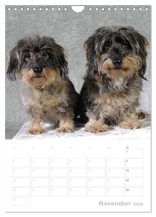 Produktbild: Der Dackel - mein kleiner Freund (Wandkalender 2026 DIN A4 hoch), CALVENDO Monatskalender