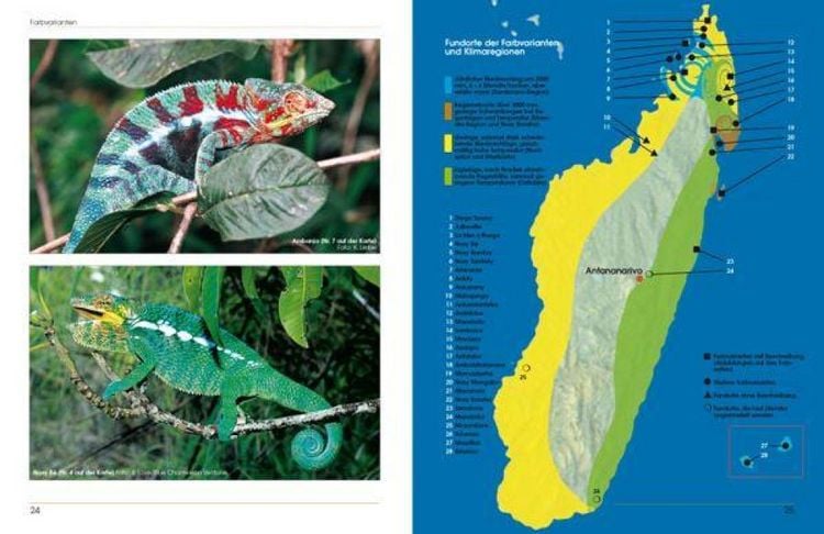 Produktbild: Furcifer pardalis - Das Panthercham&auml;leon