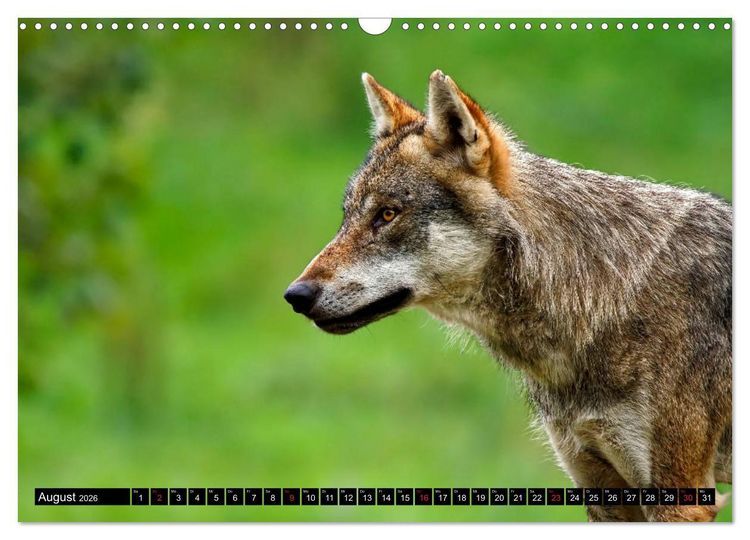 Produktbild: Wildes Deutschland (Wandkalender 2026 DIN A3 quer), CALVENDO Monatskalender