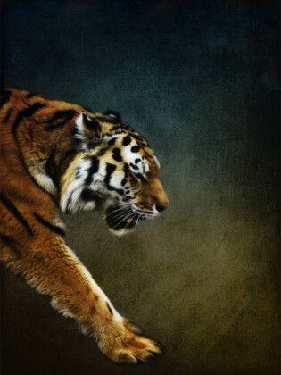 Produktbild: CALVENDO Puzzle Tiger | 1000 Teile Lege-Gr&ouml;&szlig;e 64x48cm Foto-Puzzle f&uuml;r gl&uuml;ckliche Stunden