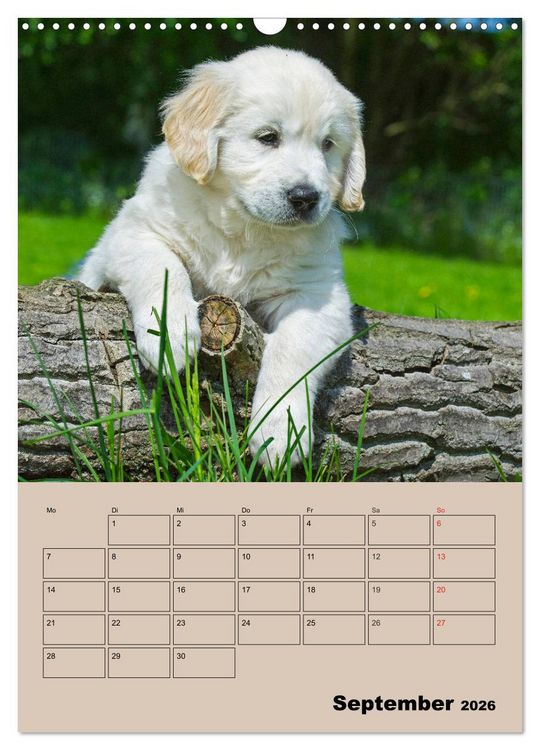 Produktbild: Jahresplaner Golden Retriever Welpen (Wandkalender 2026 DIN A3 hoch), CALVENDO Monatskalender
