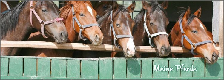 Produktbild: Mein Reiter-Tagebuch - F&uuml;r alle Erlebnisse und Erinnerungen aus dem Reitstall