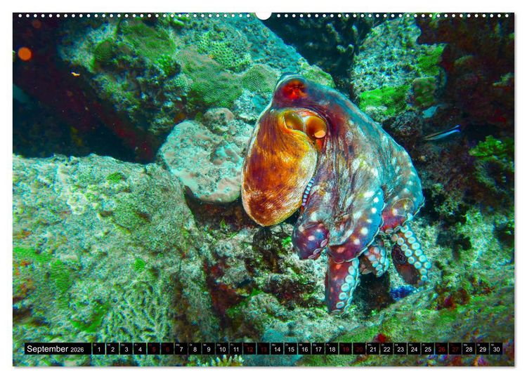 Produktbild: Tauchen auf den Sychellen (Wandkalender 2026 DIN A2 quer), CALVENDO Monatskalender