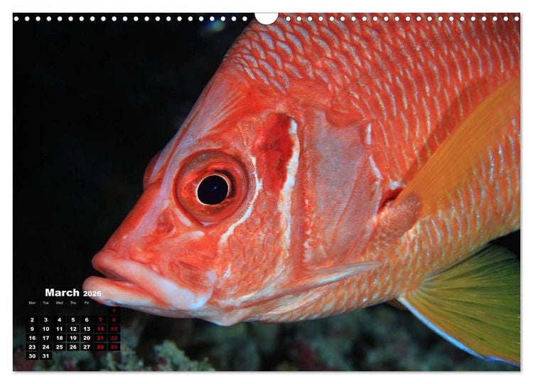 Produktbild: Magical Underwater World (Wall Calendar 2026 DIN A3 landscape), CALVENDO 12 Month Wall Calendar