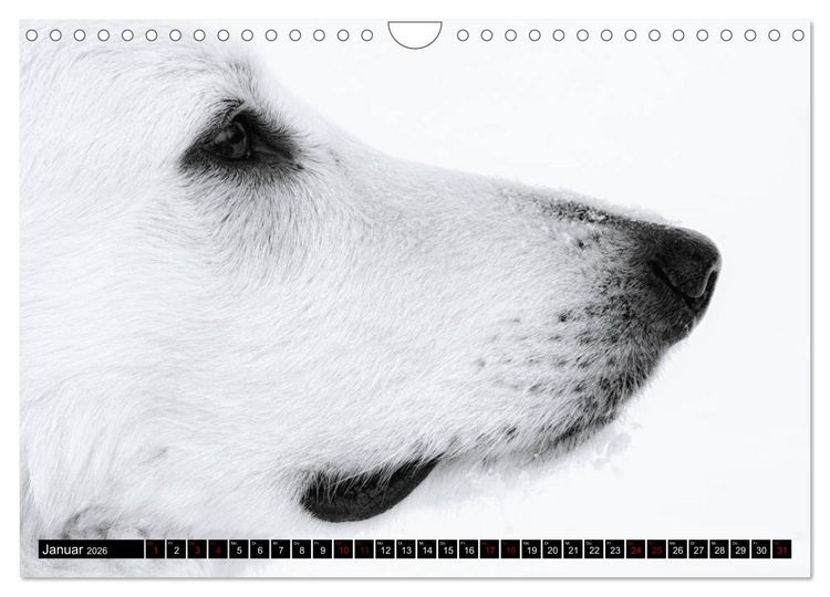 Produktbild: Wei&szlig;e Sch&auml;ferhunde in sch&ouml;nen Landschaften (Wandkalender 2026 DIN A4 quer), CALVENDO Monatskalender