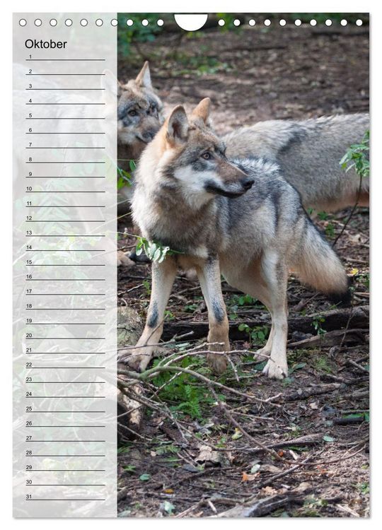 Produktbild: Der Wolf - Isegrim in den heimischen W&auml;ldern - Kalender 2026 (Wandkalender 2026 DIN A4 hoch), CALVENDO Monatskalender