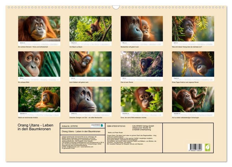 Produktbild: Orang Utans - Leben in den Baumkronen (Wandkalender 2026 DIN A2 quer), CALVENDO Monatskalender