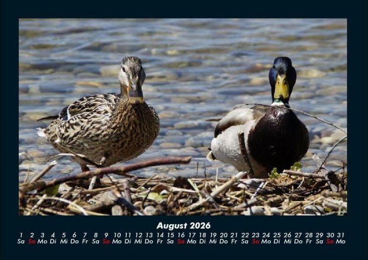 Produktbild: Enten 2026 Fotokalender DIN A4